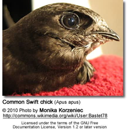 Common Swift chick (Apus apus)