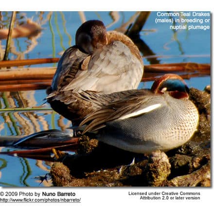 Two sleeping male Common Teals