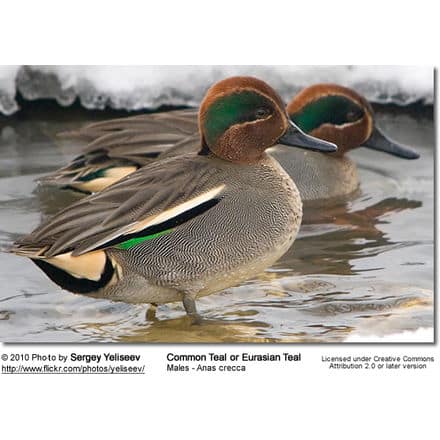 Common Teal Drake in nuptial plumage