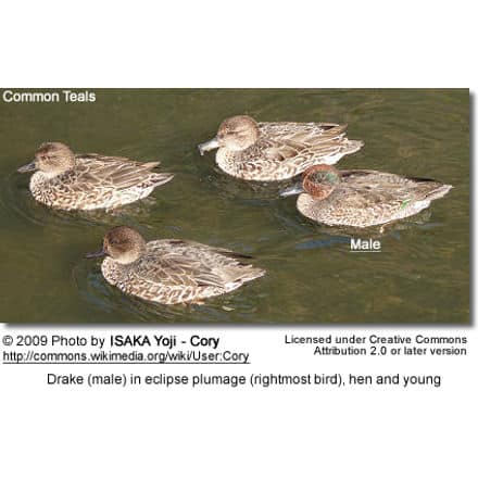 Common Teal - Male to the right, female and young
