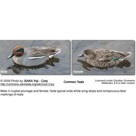 Common Teal Pair