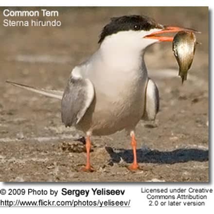 Common Tern