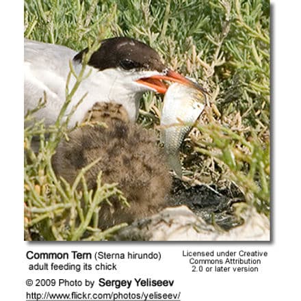 Common Tern with chick