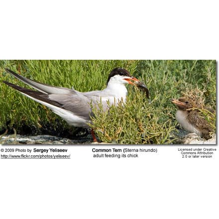 Common Tern feeding her chick