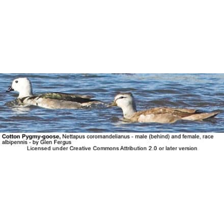 Cotton Pygmy-goose or Cotton Teal