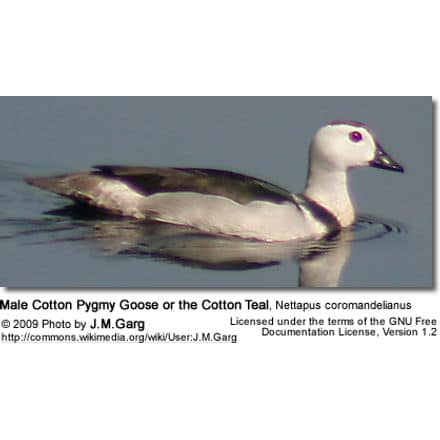 Male Cotton Pygmy Goose or the Cotton Teal, Nettapus coromandelianus - Male