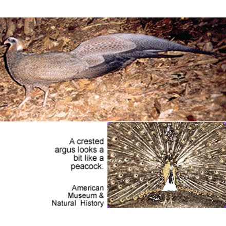 Image of a crested argus, a bird with a long tail that resembles a peacock, walking on the ground. There is an inset showing the detailed pattern of its tail feathers. Text reads, "A crested argus looks a bit like a peacock. American Museum & Natural History." Nearby, Fawn-breasted Tanagers observe curiously.