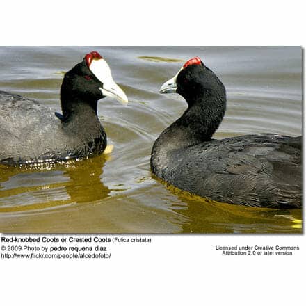 Red-knobbed Coots or Crested Coots (Fulica cristata)