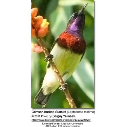 Crimson-backed Sunbird