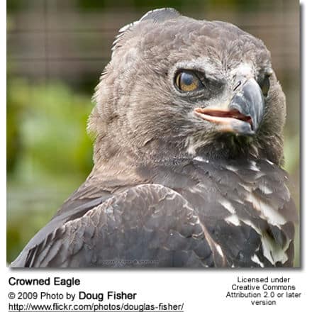 crowned eagle