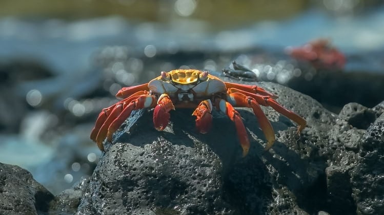 Crustacean crab feature