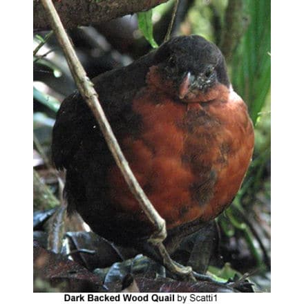 A Dark Backed Wood Quail with dark feathers on its back and a reddish-brown chest stands amidst foliage on the forest floor, likely near its incubation site. The bird is partially obscured by a branch. Text below reads: "Dark Backed Wood Quail by Scatti1.
