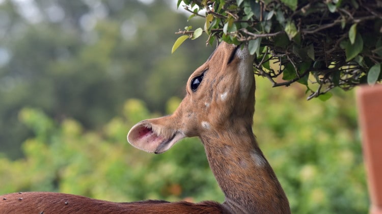 mammal eating leaves