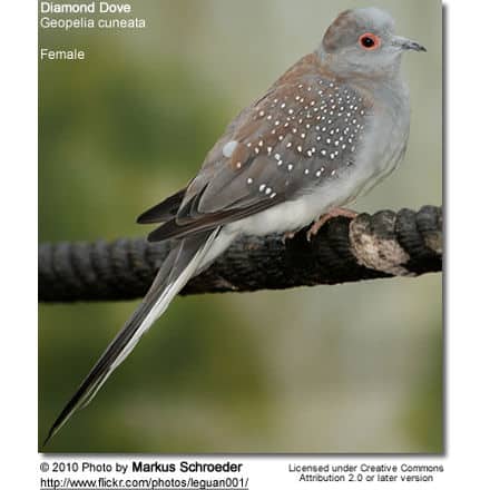 Diamond Dove (Geopelia cuneata)