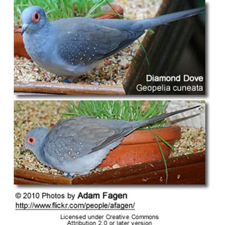 Diamond Dove 