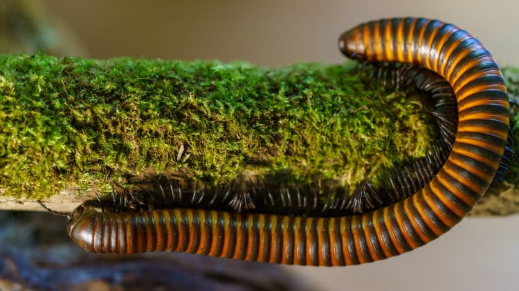 Giant Millipede Thyropygus sp.