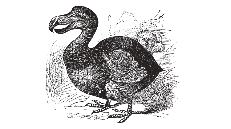 extinct dodo bird