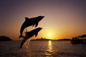 Leaping Dolphins: What Eats A Dolphin?