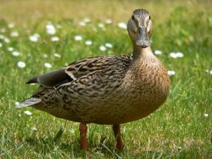 A Mallard Duck