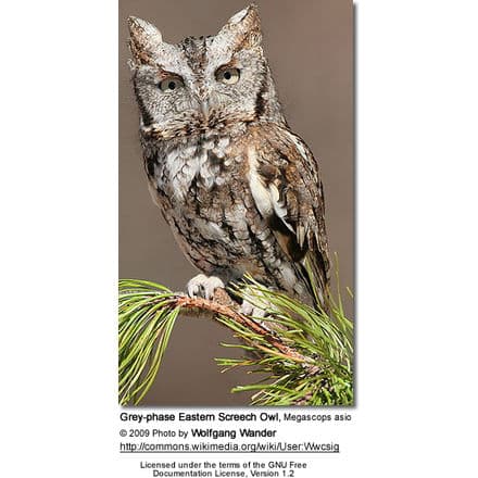 Eastern Screech Owl Grey Phase