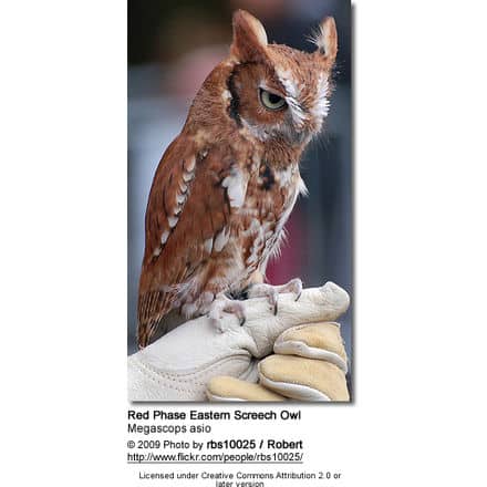 Red Phase Eastern Screech Owl