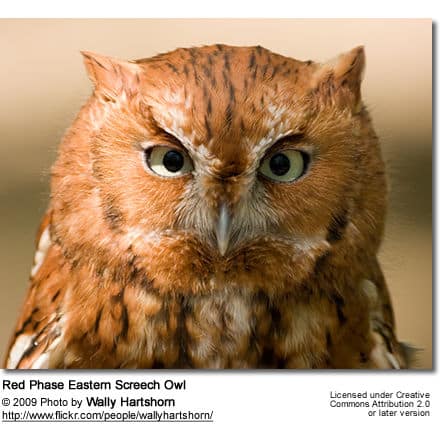 Red Phase Eastern Screech Owl
