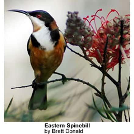 Eastern Spinebill