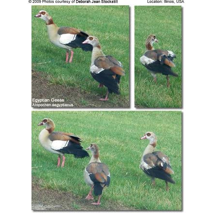 Egyptian Geese photographed in Illinois, USA