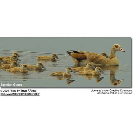 Egyptian Goose female with gooslings