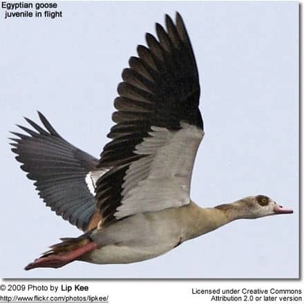 Egyptian Goose - Juvenile in flight