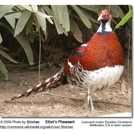Elliot's Pheasant