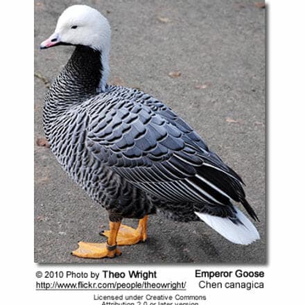Emperor Goose (Chen canagica)