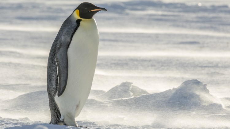 emperor penguin species image