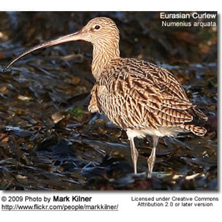 Eurasian Curlew