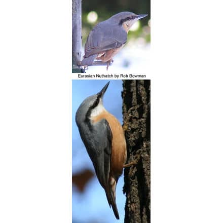 Eurasian Nuthatches