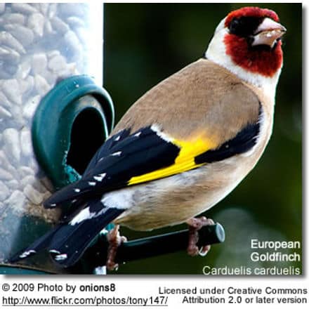 European Goldfinch by bird feeder