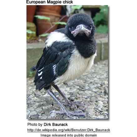 European Magpie Chick