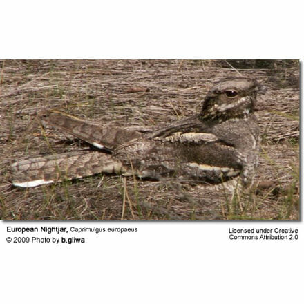 European Nightjar