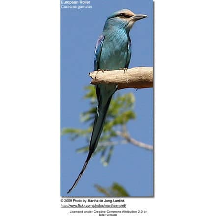 European Roller showing his long tail