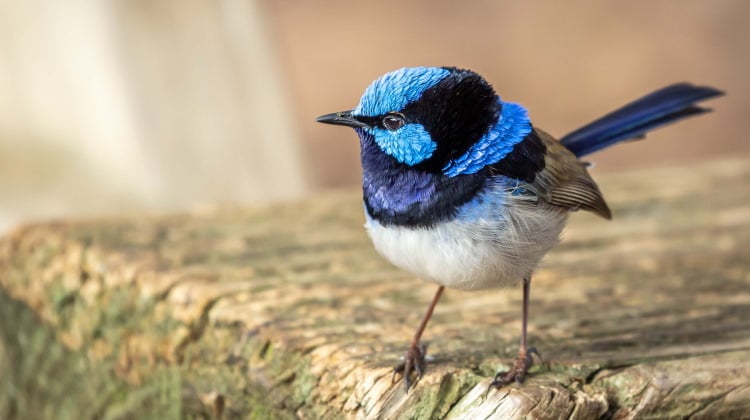 fairy wren blue