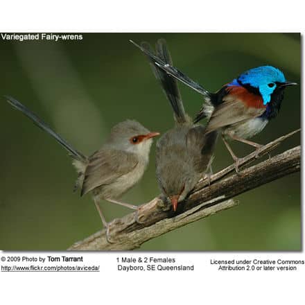 Fairy Wrens: 1 Male and 2 Females