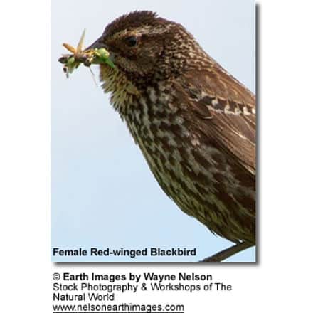 Female Red-sided Blackbird