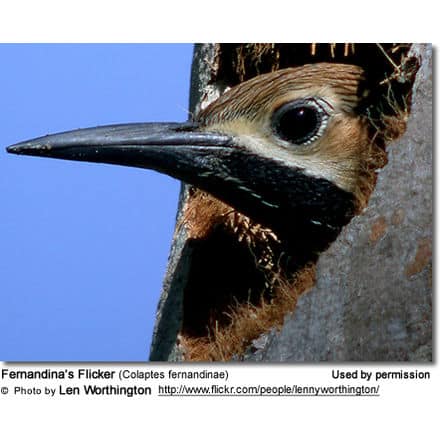 Fernandina's Flicker