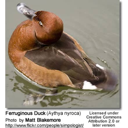 Ferruginous Duck (Male and Female)