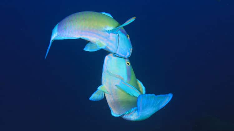 Two parrotfish, displaying bright blue and green hues, engage face-to-face in deep blue water. The fish appear to be involved in a courtship ritual, showcasing their striking colors against the dark ocean backdrop.