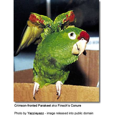A green Crimson-fronted Parakeet, also known as Finsch's Conure, sits at the edge of a cardboard box with wings slightly spread. The bird has a red patch on its head and yellowish underwings. While not as rare as Madagascar Cuckooshrikes, this parakeet is equally captivating. Photo by Yazzieyazz (public domain).
