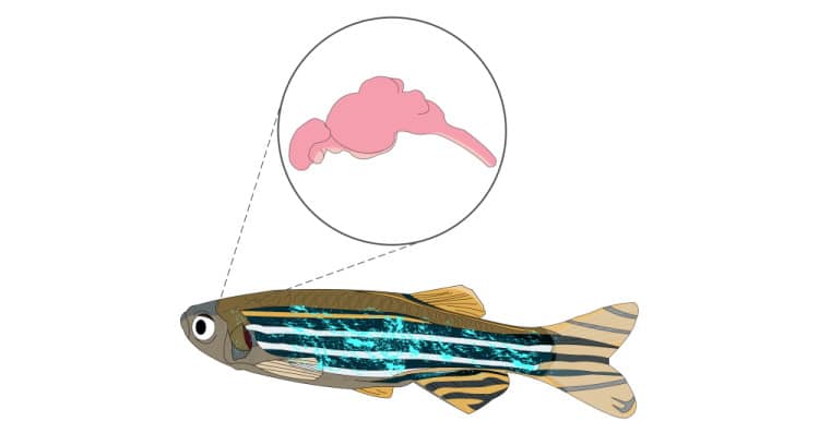 Fish Nervous System - fish brain anatomy diagram
