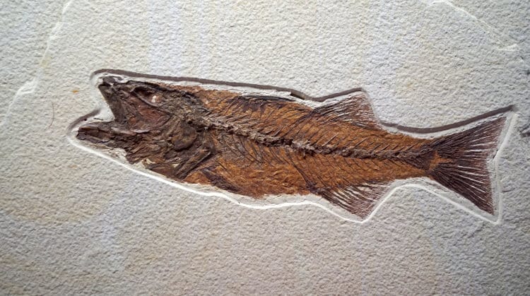 fish evolution fossill