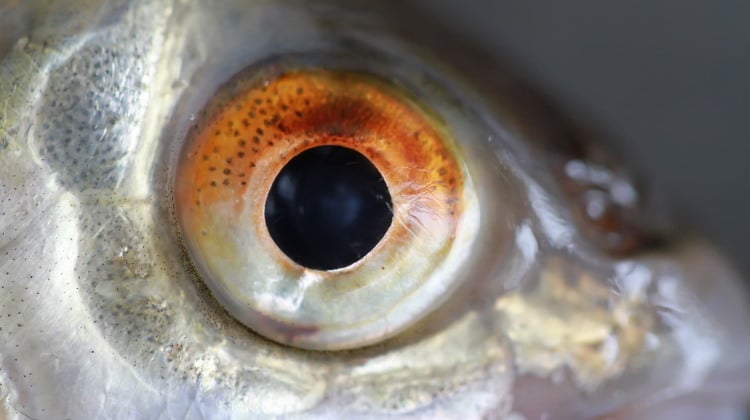 fish eyes example