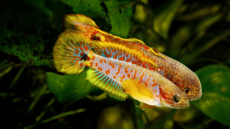 transgender fish change